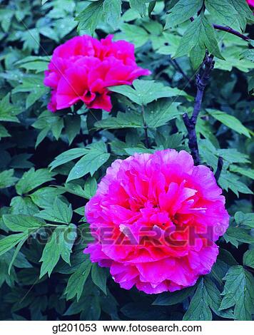 outdoor, exterior, flower, day, daytime, daylight, peony View Large Photo Image Stock Image - outdoor, exterior, flower, day, daytime, daylight, peony. Fotosearch