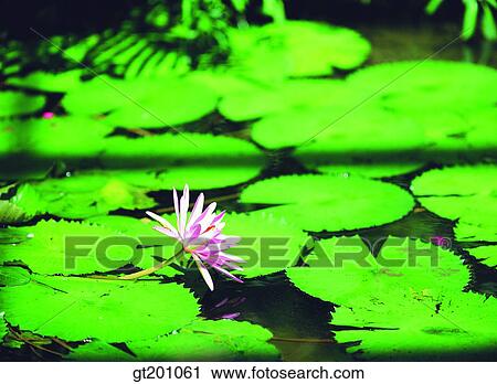 outdoor, exterior, flower, day, daytime, daylight, pond View Large Photo Image Stock Image - outdoor, exterior, flower, day, daytime, daylight, pond. Fotosearch