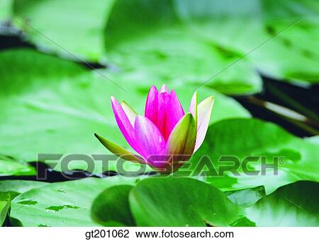 outdoor, exterior, flower, day, daytime, daylight, pond View Large Photo Image Stock Image - outdoor, exterior, flower, day, daytime, daylight, pond. Fotosearch