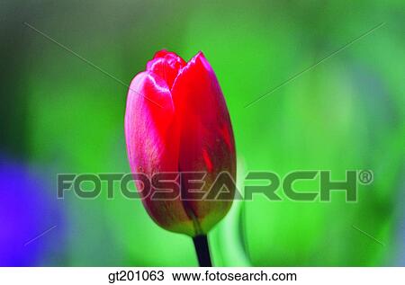 outdoor, exterior, flower, day, daytime, daylight, tulip View Large Photo Image Stock Image - outdoor, exterior, flower, day, daytime, daylight, tulip. Fotosearch