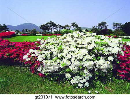 outdoor, exterior, flower, day, daytime, daylight, royal azalea View Large Photo Image Stock Image - outdoor, exterior, flower, day, daytime, daylight, royal azalea. Fotosearch