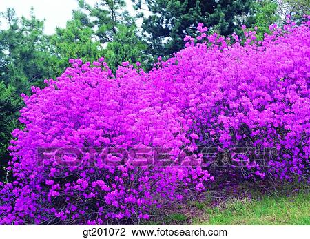 outdoor, exterior, flower, day, daytime, daylight, azalea View Large Photo Image Stock Image - outdoor, exterior, flower, day, daytime, daylight, azalea. Fotosearch