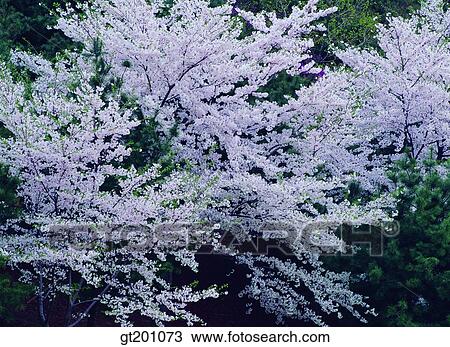outdoor, exterior, flower, day, daytime, daylight, cherry blossom View Large Photo Image Stock Image - outdoor, exterior, flower, day, daytime, daylight, cherry blossom. Fotosearch