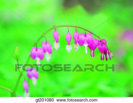 outdoor, exterior, flower, day, daytime, daylight, dicentra View Large Photo Image Stock Image - outdoor, exterior, flower, day, daytime, daylight, dicentra. Fotosearch