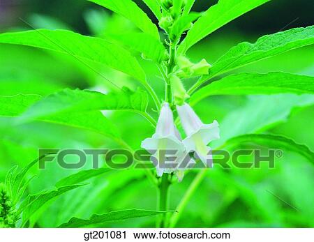 outdoor, exterior, flower, day, daytime, daylight, sesame View Large Photo Image Stock Image - outdoor, exterior, flower, day, daytime, daylight, sesame. Fotosearch