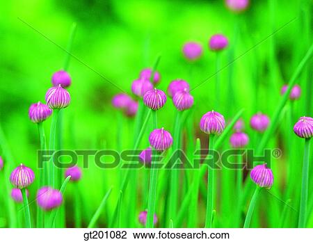 outdoor, exterior, flower, day, daytime, daylight, wild flower View Large Photo Image Stock Image - outdoor, exterior, flower, day, daytime, daylight, wild flower. Fotosearch