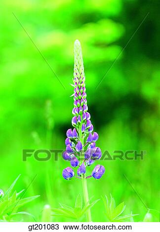 outdoor, exterior, flower, day, daytime, daylight, lupine View Large Photo Image Stock Image - outdoor, exterior, flower, day, daytime, daylight, lupine. Fotosearch