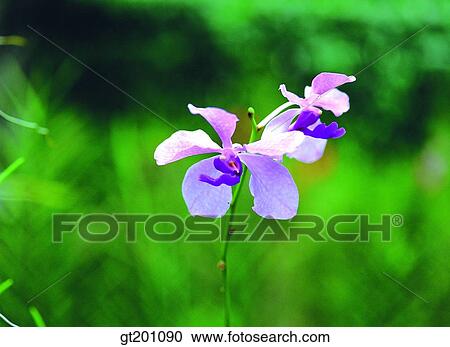 outdoor, exterior, flower, day, daytime, daylight, Western orchid View Large Photo Image Stock Image - outdoor, exterior, flower, day, daytime, daylight, Western orchid. Fotosearch