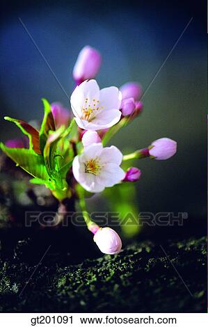 outdoor, exterior, flower, day, daytime, daylight, cherry blossom View Large Photo Image Stock Image - outdoor, exterior, flower, day, daytime, daylight, cherry blossom. Fotosearch