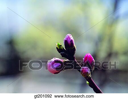 outdoor, exterior, flower, day, daytime, daylight, cherry blossom View Large Photo Image Stock Image - outdoor, exterior, flower, day, daytime, daylight, cherry blossom. Fotosearch