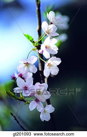 outdoor, exterior, flower, day, daytime, daylight, cherry blossom View Large Photo Image Stock Image - outdoor, exterior, flower, day, daytime, daylight, cherry blossom. Fotosearch