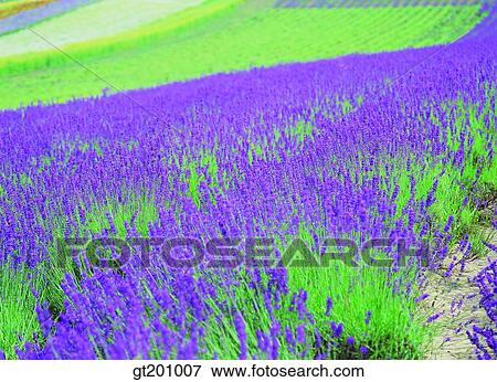 Stock Photo - outdoor, exterior, flower, day, daytime, daylight, garden. Fotosearch