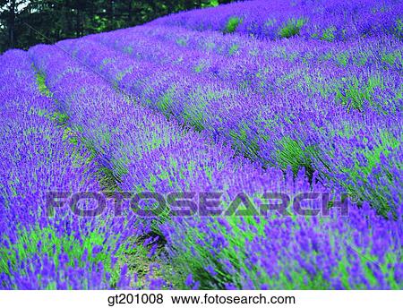 outdoor, exterior, flower, day, daytime, daylight, garden View Large Photo Image Stock Photo - outdoor, exterior, flower, day, daytime, daylight, garden. Fotosearch
