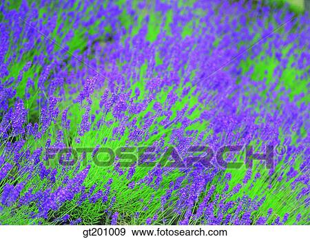 outdoor, exterior, flower, day, daytime, daylight, garden View Large Photo Image Stock Photo - outdoor, exterior, flower, day, daytime, daylight, garden. Fotosearch