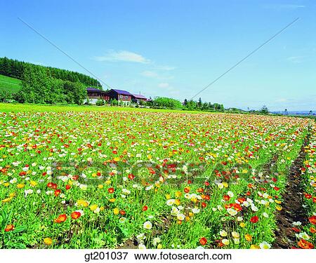 outdoor, exterior, flower, day, daytime, daylight, garden View Large Photo Image Stock Photo - outdoor, exterior, flower, day, daytime, daylight, garden. Fotosearch