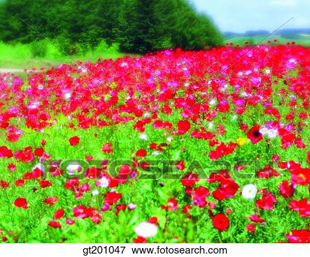 outdoor, exterior, flower, day, daytime, daylight, garden View Large Photo Image Stock Photo - outdoor, exterior, flower, day, daytime, daylight, garden. Fotosearch