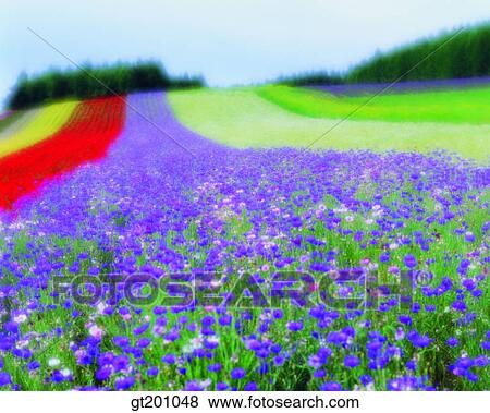 outdoor, exterior, flower, day, daytime, daylight, garden View Large Photo Image Stock Photo - outdoor, exterior, flower, day, daytime, daylight, garden. Fotosearch