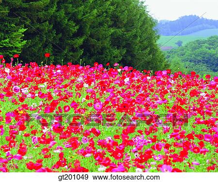 outdoor, exterior, flower, day, daytime, daylight, garden View Large Photo Image Stock Photo - outdoor, exterior, flower, day, daytime, daylight, garden. Fotosearch