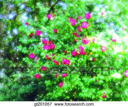Stock Photo - outdoor, exterior, flower, day, daytime, daylight, camellia. Fotosearch