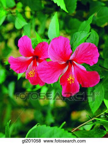 Stock Photo - outdoor, exterior, flower, day, daytime, daylight, summer. Fotosearch