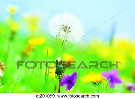 outdoor, exterior, flower, day, daytime, daylight, dandelionSpores View Large Photo Image Stock Photo - outdoor, exterior, flower, day, daytime, daylight, dandelionSpores. Fotosearch