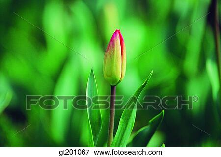outdoor, exterior, flower, day, daytime, daylight, tulip View Large Photo Image Stock Photo - outdoor, exterior, flower, day, daytime, daylight, tulip. Fotosearch
