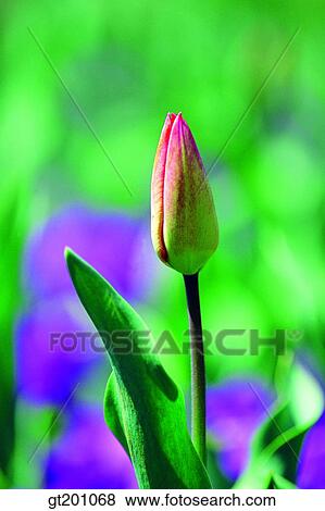 outdoor, exterior, flower, day, daytime, daylight, tulip View Large Photo Image Stock Photo - outdoor, exterior, flower, day, daytime, daylight, tulip. Fotosearch