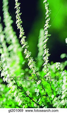 outdoor, exterior, flower, day, daytime, daylight, bridal wreath View Large Photo Image Stock Photo - outdoor, exterior, flower, day, daytime, daylight, bridal wreath. Fotosearch