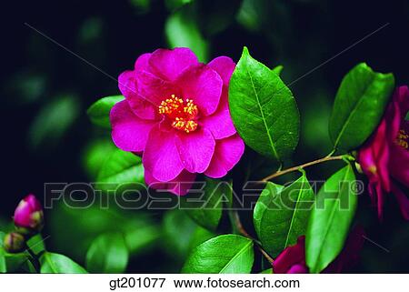 outdoor, exterior, flower, day, daytime, daylight, camellia View Large Photo Image Stock Photo - outdoor, exterior, flower, day, daytime, daylight, camellia. Fotosearch