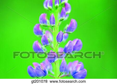 outdoor, exterior, flower, day, daytime, daylight, lupine View Large Photo Image Stock Photo - outdoor, exterior, flower, day, daytime, daylight, lupine. Fotosearch