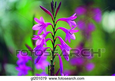 outdoor, exterior, flower, day, daytime, daylight, wild flower View Large Photo Image Stock Photo - outdoor, exterior, flower, day, daytime, daylight, wild flower. Fotosearch
