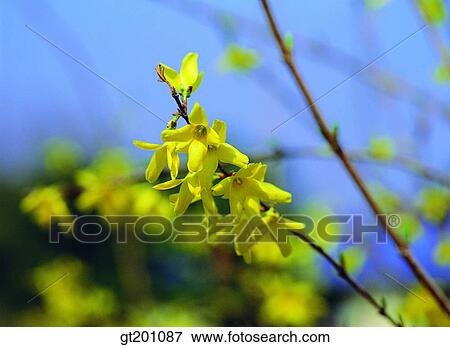 outdoor, exterior, flower, day, daytime, daylight, forsythia View Large Photo Image Stock Photo - outdoor, exterior, flower, day, daytime, daylight, forsythia. Fotosearch