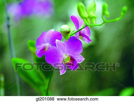 Stock Photo - outdoor, exterior, flower, day, daytime, daylight, Western orchid. Fotosearch