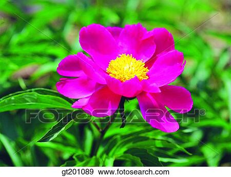 outdoor, exterior, flower, day, daytime, daylight, peony View Large Photo Image Stock Photo - outdoor, exterior, flower, day, daytime, daylight, peony. Fotosearch