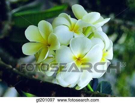 outdoor, exterior, flower, day, daytime, daylight, tropical flower View Large Photo Image Stock Photo - outdoor, exterior, flower, day, daytime, daylight, tropical flower. Fotosearch