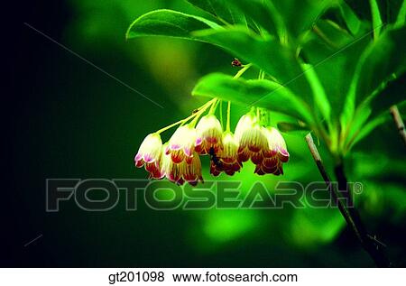 outdoor, exterior, flower, day, daytime, daylight, wild flower View Large Photo Image Stock Photo - outdoor, exterior, flower, day, daytime, daylight, wild flower. Fotosearch
