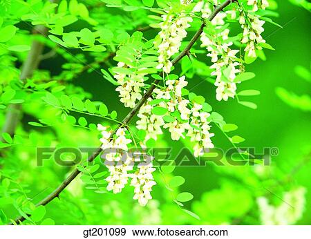 outdoor, exterior, flower, day, daytime, daylight, acacia View Large Photo Image Stock Photo - outdoor, exterior, flower, day, daytime, daylight, acacia. Fotosearch