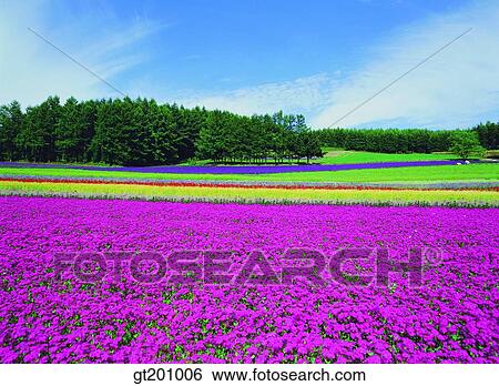 Stock Photograph - outdoor, exterior, flower, day, daytime, daylight, garden. Fotosearch