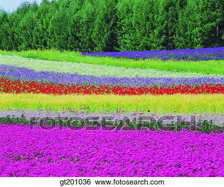 outdoor, exterior, flower, day, daytime, daylight, garden View Large Photo Image Stock Photograph - outdoor, exterior, flower, day, daytime, daylight, garden. Fotosearch