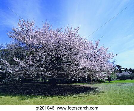 outdoor, exterior, flower, day, daytime, daylight, cherry tree View Large Photo Image Stock Photograph - outdoor, exterior, flower, day, daytime, daylight, cherry tree. Fotosearch
