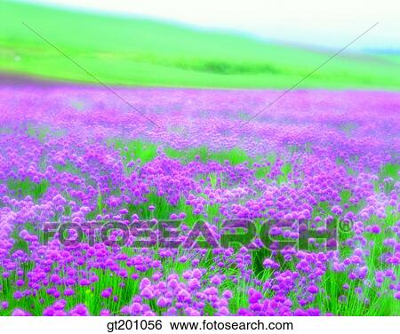 outdoor, exterior, flower, day, daytime, daylight, garden View Large Photo Image Stock Photograph - outdoor, exterior, flower, day, daytime, daylight, garden. Fotosearch