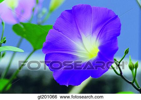 outdoor, exterior, flower, day, daytime, daylight, morning glory View Large Photo Image Stock Photograph - outdoor, exterior, flower, day, daytime, daylight, morning glory. Fotosearch