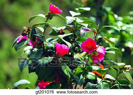 outdoor, exterior, flower, day, daytime, daylight, camellia View Large Photo Image Stock Photograph - outdoor, exterior, flower, day, daytime, daylight, camellia. Fotosearch