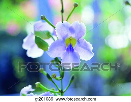 outdoor, exterior, flower, day, daytime, daylight, wild flower View Large Photo Image Stock Photograph - outdoor, exterior, flower, day, daytime, daylight, wild flower. Fotosearch
