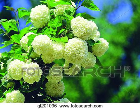 Stock Photograph - outdoor, exterior, flower, day, daytime, daylight, hydrangea. Fotosearch