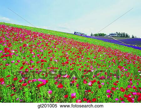 outdoor, exterior, flower, day, daytime, daylight, garden View Large Photo Image Stock Photography - outdoor, exterior, flower, day, daytime, daylight, garden. Fotosearch