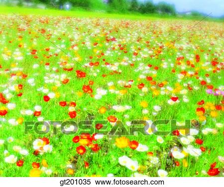 outdoor, exterior, flower, day, daytime, daylight, garden View Large Photo Image Stock Photography - outdoor, exterior, flower, day, daytime, daylight, garden. Fotosearch