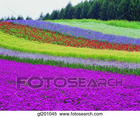 outdoor, exterior, flower, day, daytime, daylight, garden View Large Photo Image Stock Photography - outdoor, exterior, flower, day, daytime, daylight, garden. Fotosearch