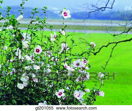 Stock Photography - outdoor, exterior, flower, day, daytime, daylight, rose of sharon. Fotosearch