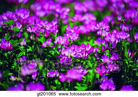 outdoor, exterior, flower, day, daytime, daylight, garden View Large Photo Image Stock Photography - outdoor, exterior, flower, day, daytime, daylight, garden. Fotosearch